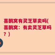 喜鹊窝有灵芝草卖吗(喜鹊窝：有卖灵芝草吗？)