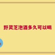 野灵芝泡酒多久可以喝