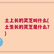 土上长的灵芝叫什么(土生长的灵芝是什么？)