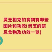 灵芝相克的食物有哪些图片和功效(灵芝的禁忌食物及功效一览)
