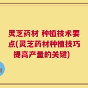 灵芝药材 种植技术要点(灵芝药材种植技巧  提高产量的关键)