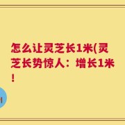 怎么让灵芝长1米(灵芝长势惊人：增长1米！