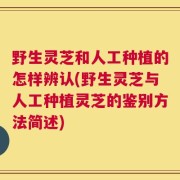 野生灵芝和人工种植的怎样辨认(野生灵芝与人工种植灵芝的鉴别方法简述)