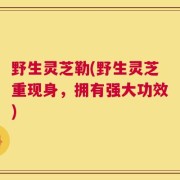 野生灵芝勒(野生灵芝重现身，拥有强大功效)