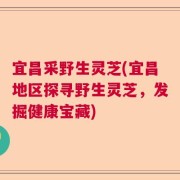 宜昌采野生灵芝(宜昌地区探寻野生灵芝，发掘健康宝藏)
