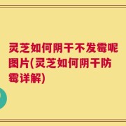 灵芝如何阴干不发霉呢图片(灵芝如何阴干防霉详解)