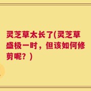 灵芝草太长了(灵芝草盛极一时，但该如何修剪呢？)