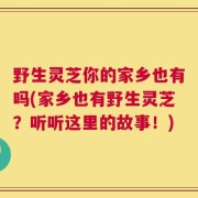 野生灵芝你的家乡也有吗(家乡也有野生灵芝？听听这里的故事！)