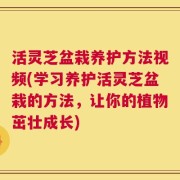 活灵芝盆栽养护方法视频(学习养护活灵芝盆栽的方法，让你的植物茁壮成长)