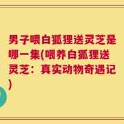 男子喂白狐狸送灵芝是哪一集(喂养白狐狸送灵芝：真实动物奇遇记)
