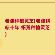 老张种植灵芝(老张耕耘十年 拓荒种植灵芝)