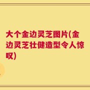大个金边灵芝图片(金边灵芝壮健造型令人惊叹)