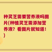 种灵芝需要营养液吗图片(种植灵芝需添加营养液？看图片就知道！)