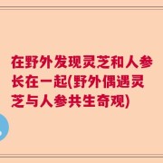在野外发现灵芝和人参长在一起(野外偶遇灵芝与人参共生奇观)