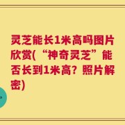 灵芝能长1米高吗图片欣赏(“神奇灵芝”能否长到1米高？照片解密)