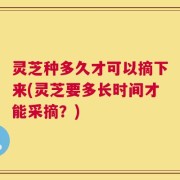 灵芝种多久才可以摘下来(灵芝要多长时间才能采摘？)