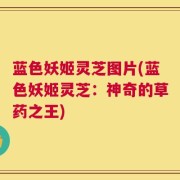 蓝色妖姬灵芝图片(蓝色妖姬灵芝：神奇的草药之王)