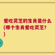 爱吃灵芝的生肖是什么(哪个生肖爱吃灵芝？)