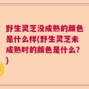 野生灵芝没成熟的颜色是什么样(野生灵芝未成熟时的颜色是什么？)