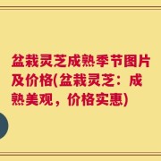 盆栽灵芝成熟季节图片及价格(盆栽灵芝：成熟美观，价格实惠)