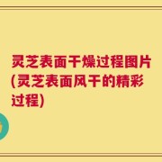 灵芝表面干燥过程图片(灵芝表面风干的精彩过程)