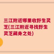 三江附近哪里收野生灵芝(三江附近寻找野生灵芝藏身之处)