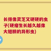 长得像灵芝又硬硬的虫子(硬瘤生长越久越像大翅膀的异形虫)