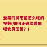 爱猫的灵芝菌怎么吃的视频(如何正确给爱猫喂食灵芝菌？)