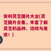 安利灵芝图片大全(灵芝图片合集，丰富了解灵芝的品种、功效与用途！)