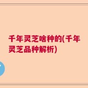 千年灵芝啥种的(千年灵芝品种解析)