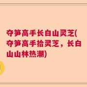 夺笋高手长白山灵芝(夺笋高手拾灵芝，长白山山林热潮)