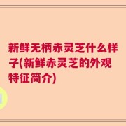 新鲜无柄赤灵芝什么样子(新鲜赤灵芝的外观特征简介)