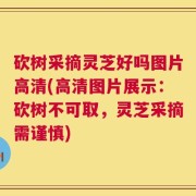 砍树采摘灵芝好吗图片高清(高清图片展示：砍树不可取，灵芝采摘需谨慎)