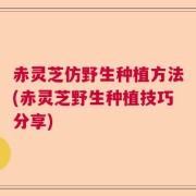 赤灵芝仿野生种植方法(赤灵芝野生种植技巧分享)