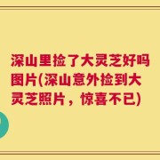 深山里捡了大灵芝好吗图片(深山意外捡到大灵芝照片，惊喜不已)