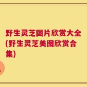 野生灵芝图片欣赏大全(野生灵芝美图欣赏合集)