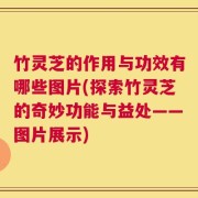 竹灵芝的作用与功效有哪些图片(探索竹灵芝的奇妙功能与益处——图片展示)