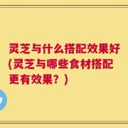 灵芝与什么搭配效果好(灵芝与哪些食材搭配更有效果？)