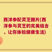 西洋参配灵芝图片(西洋参与灵芝的完美组合，让你体验健康生活)