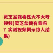灵芝盆栽毒性大不大呀视频(灵芝盆栽有毒吗？实测视频揭示惊人结果)