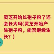 灵芝开始长孢子粉了还会长大吗(灵芝开始产生孢子粉，能否继续生长？)
