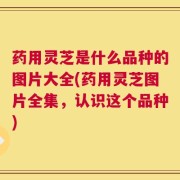 药用灵芝是什么品种的图片大全(药用灵芝图片全集，认识这个品种)