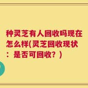 种灵芝有人回收吗现在怎么样(灵芝回收现状：是否可回收？)