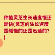 种植灵芝生长速度慢还是快(灵芝的生长速度是缓慢的还是迅速的？)