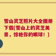 雪山灵芝照片大全图册下载(雪山上的灵芝美景，惊艳你的眼球！)