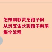 怎样制取灵芝孢子粉 从灵芝生长到孢子粉采集全流程