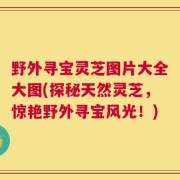 野外寻宝灵芝图片大全大图(探秘天然灵芝，惊艳野外寻宝风光！)