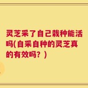 灵芝采了自己栽种能活吗(自采自种的灵芝真的有效吗？)