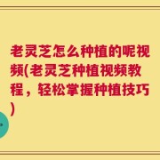 老灵芝怎么种植的呢视频(老灵芝种植视频教程，轻松掌握种植技巧)