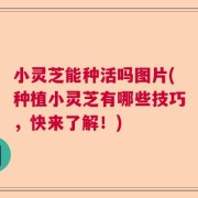 小灵芝能种活吗图片(种植小灵芝有哪些技巧，快来了解！)